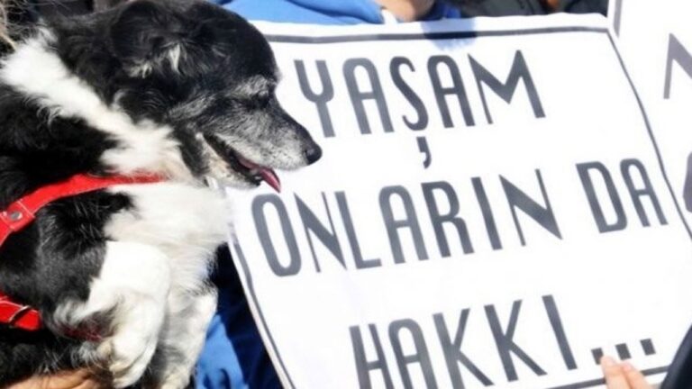 HAKİM’in 2025’in ilk 6 ayına dair raporu: “Katliam Yasası’nın etkileri görülüyor, dövüşler artıyor”