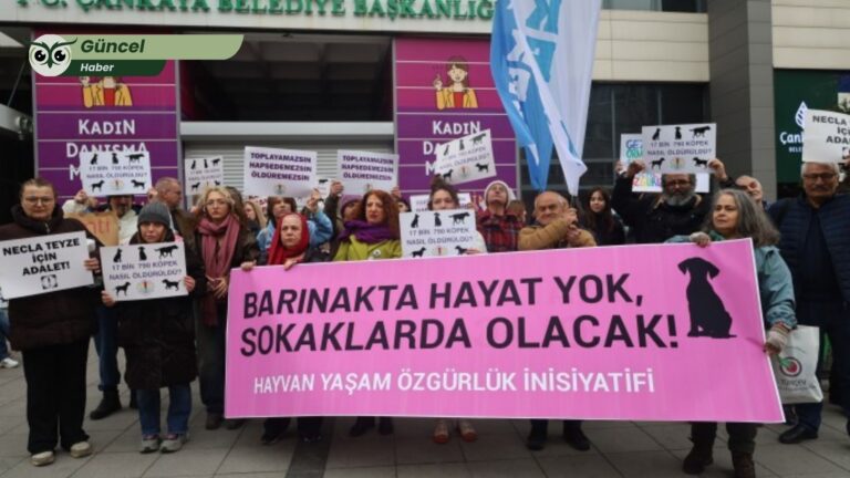 Ankara’da “Katliam Yasası” protestosu: “Barınaklarda hayat yok, sokaklarda olacak”