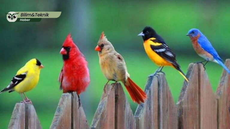 Yapay zekâ kuşların dilini çözmeye bir adım daha yaklaştı