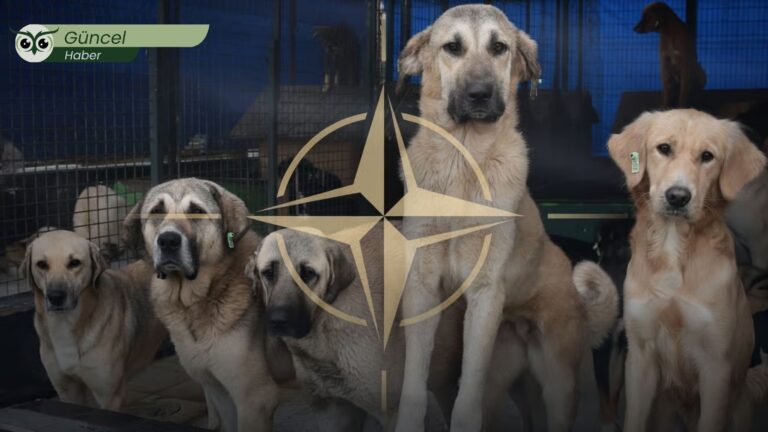 NATO Zirvesi öncesi Ankara Emniyeti’nin sokak hayvanlarına yönelik ‘toplama’ talimatı tepki çekti