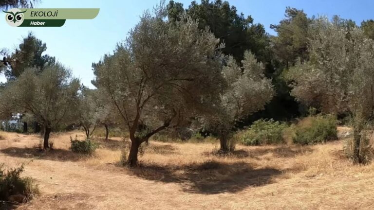 Karaburun’da doğa talanına kapı aralayan imar düzenlemesi