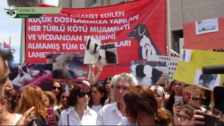 Hayvan hakları savunucuları ve avukatlardan uluslararası başvuru kararı